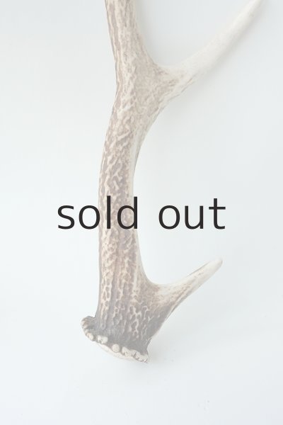 画像2: デコール用二ホンジカの角 (2)