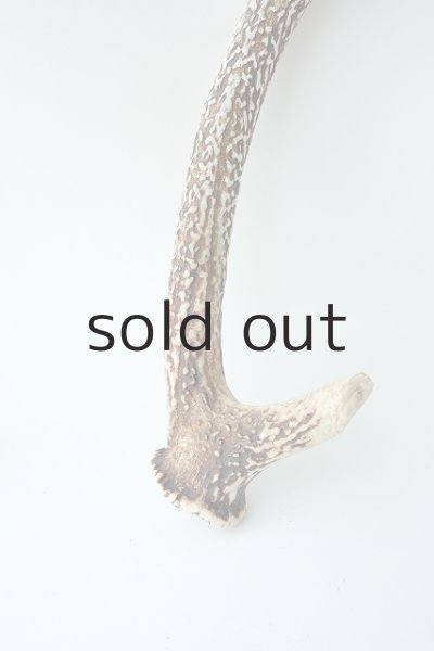 画像2: デコール用二ホンジカの角＊outlet＊ (2)