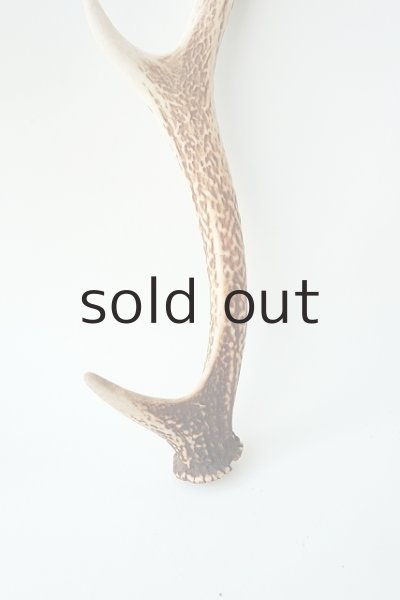 画像2: デコール用二ホンジカの角 (2)