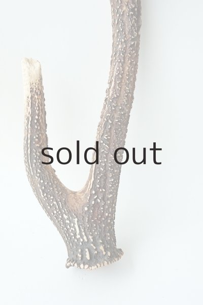 画像2: デコール用二ホンジカの角 (2)