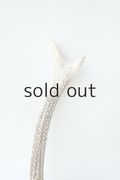 画像3: デコール用二ホンジカの角＊outlet＊ (3)