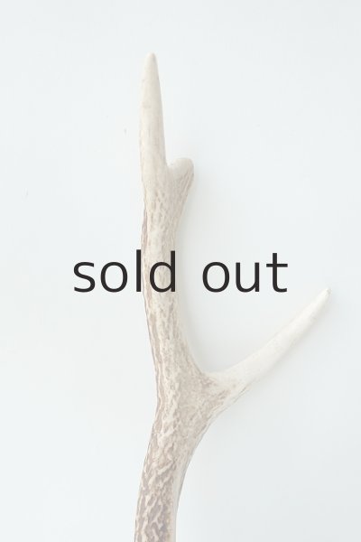 画像3: デコール用二ホンジカの角 (3)