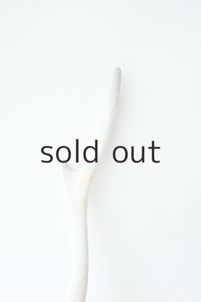 画像3: デコール用二ホンジカの角 (3)