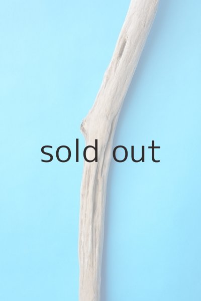 画像3: 幹流木 (3)