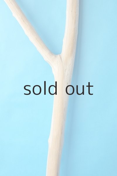 画像3: 幹流木 (3)