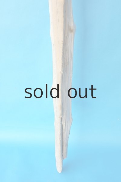 画像2: 幹流木 (2)