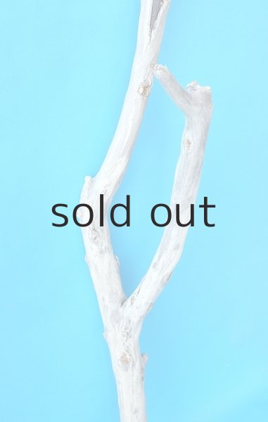 画像3: 幹流木 (3)