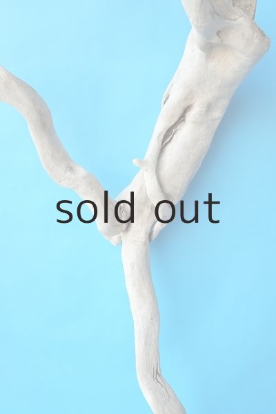 画像3: 大型 根 (3)