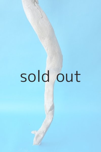 画像2: 大型 根 (2)