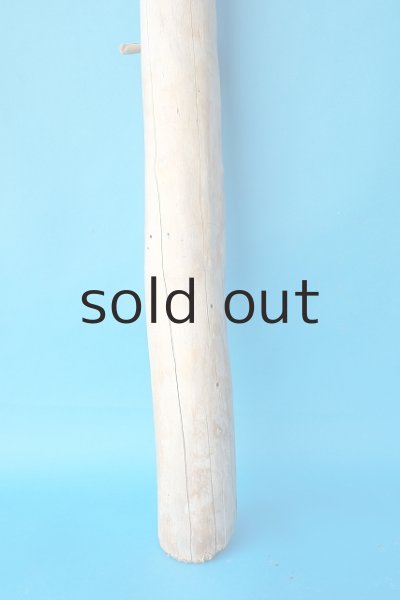 画像2: 幹流木 (2)