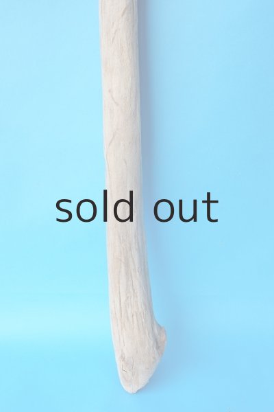 画像2: 幹流木 (2)