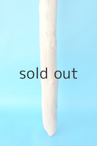 画像2: 幹流木 (2)