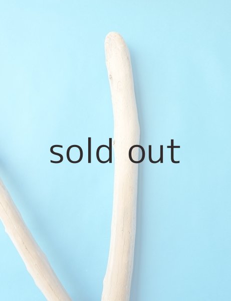 画像4: 幹流木 (4)