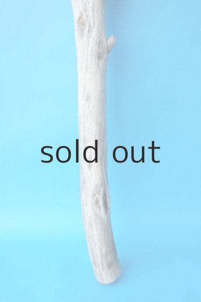 画像2: 幹流木 (2)