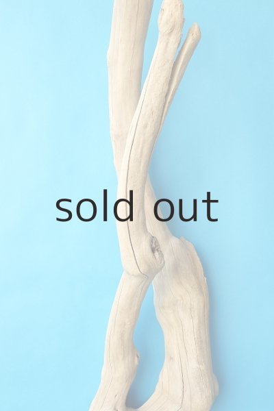 画像4: 大型　幹 (4)