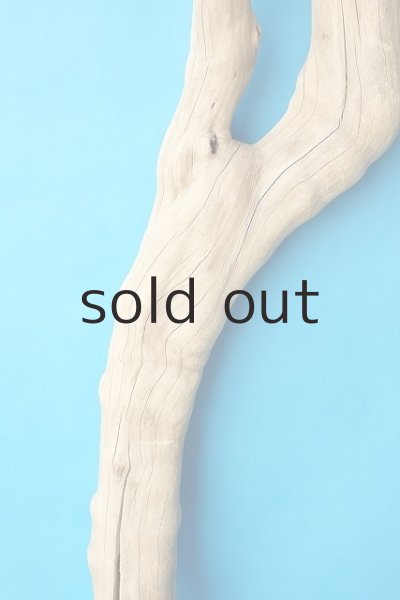 画像3: 大型　幹 (3)