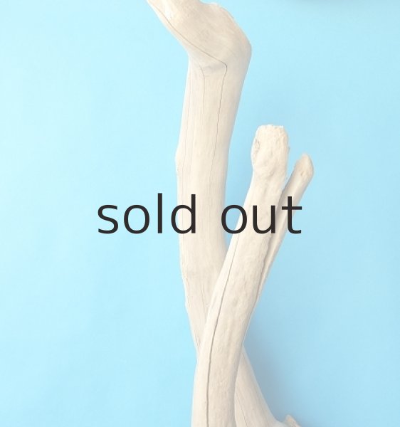 画像5: 大型　幹 (5)