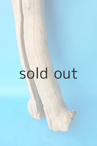 画像2: 大型　幹 (2)