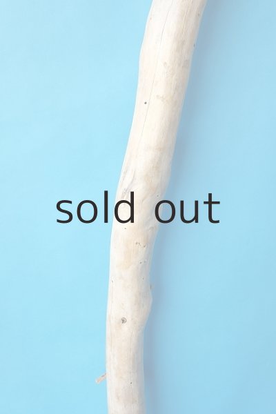 画像3: 幹流木 (3)