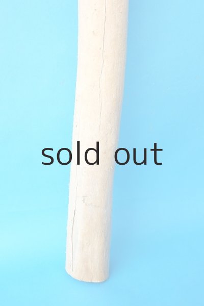 画像2: 幹流木 (2)