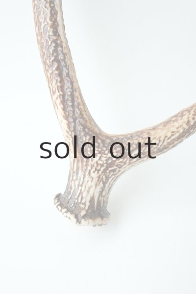 画像3: デコール用二ホンジカの角（ニス塗布済） (3)