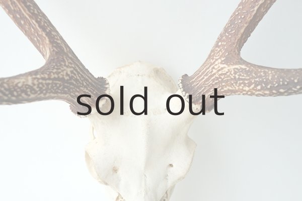 画像3: デコール用二ホンジカの角（ヘッド付） (3)