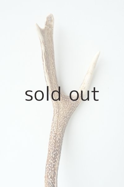 画像4: デコール用二ホンジカの角（ニス塗布済） (4)