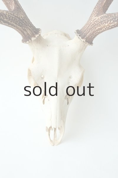 画像2: デコール用二ホンジカの角（ヘッド付） (2)