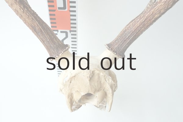 画像4: デコール用二ホンジカの角（ヘッド付） (4)