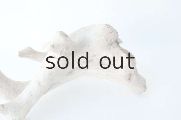 画像2: 流木根 (2)