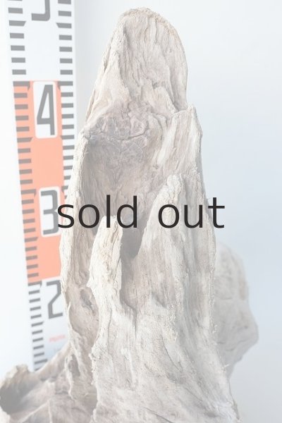 画像4: 流木根(中型) (4)