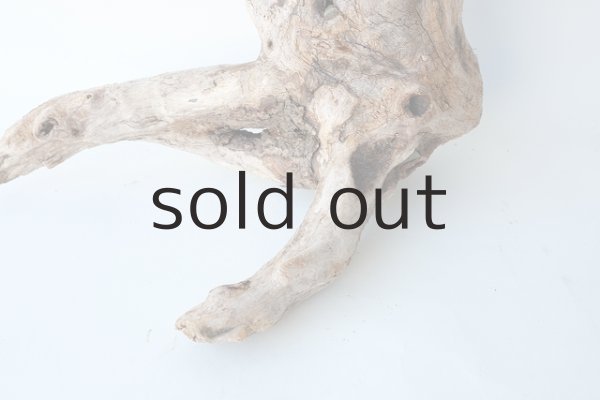 画像2: 流木根（中型） (2)