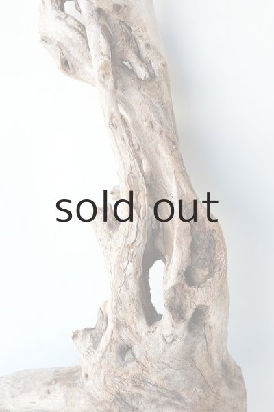 画像3: 流木根（中型） (3)