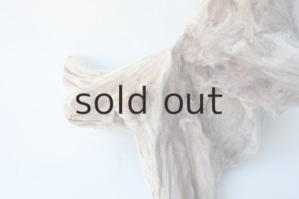 画像2: 流木根(中型) (2)