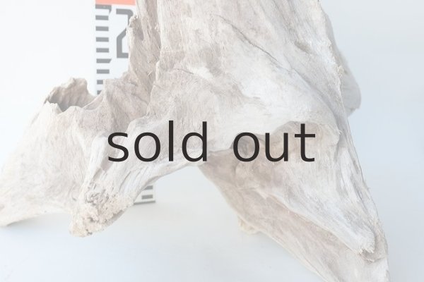 画像3: 流木根(中型) (3)