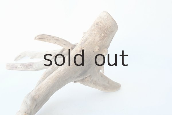 画像2: 流木根 (2)