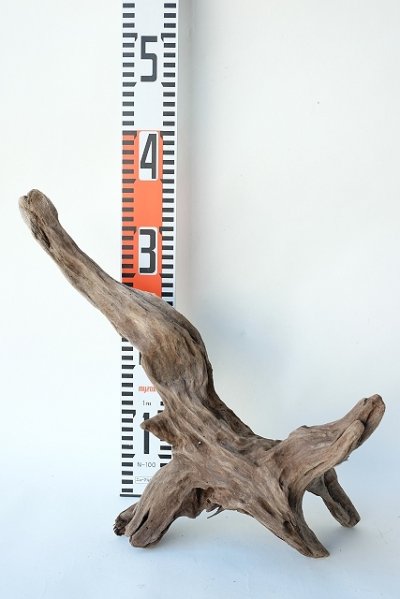 画像3: 変形流木
