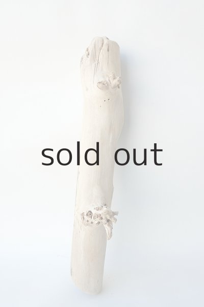 画像4: 幹流木 (4)