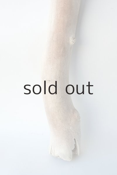 画像2: 幹流木 (2)