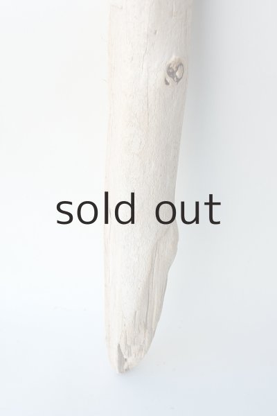 画像2: 幹流木 (2)