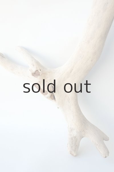 画像2: 幹流木 (2)