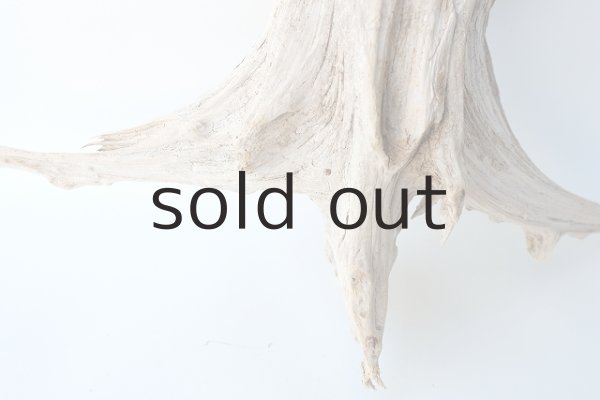 画像2: 流木根 (2)