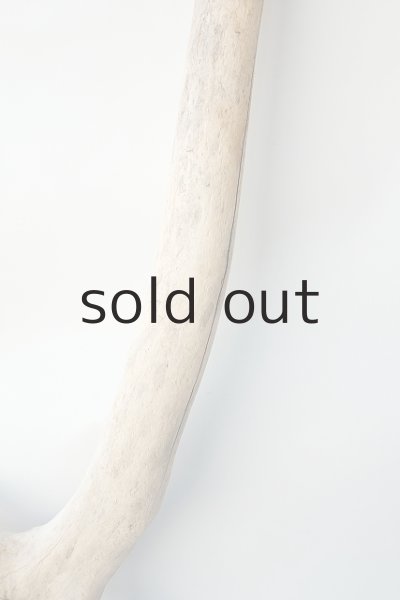 画像3: 幹流木 (3)