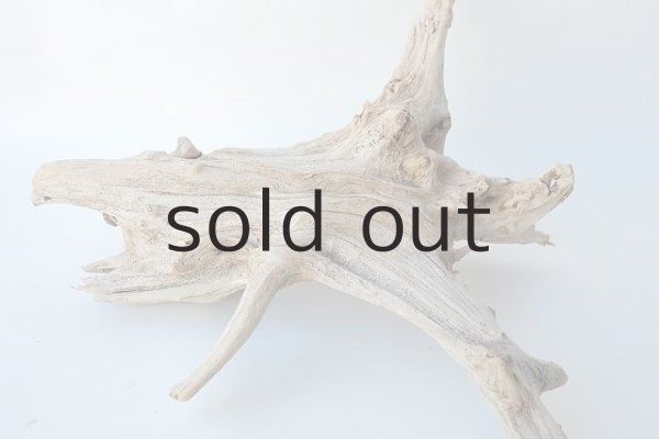 画像5: 流木根 (5)