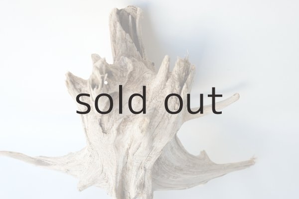 画像3: 流木根 (3)