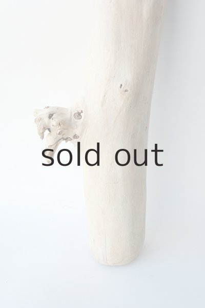 画像2: 幹流木 (2)