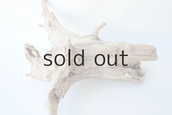 画像4: 流木根 (4)