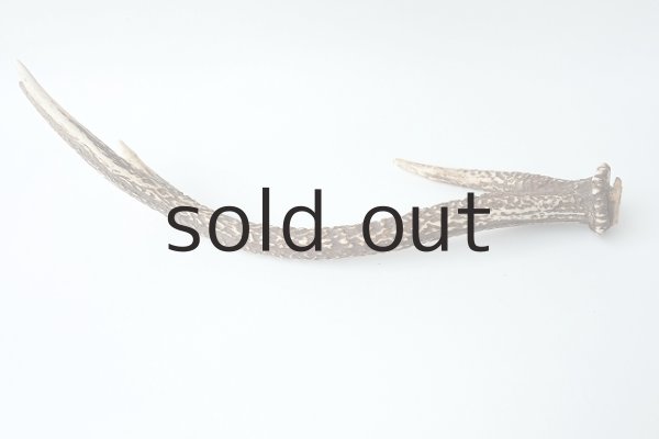 画像2: デコール用二ホンジカの角 (2)