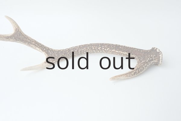 画像2: デコール用二ホンジカの角 (2)