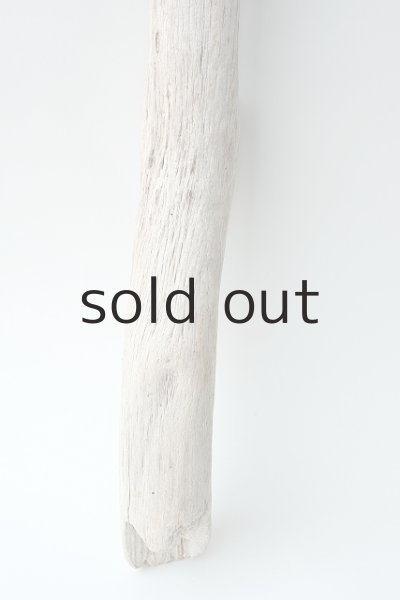 画像2: 幹流木 (2)